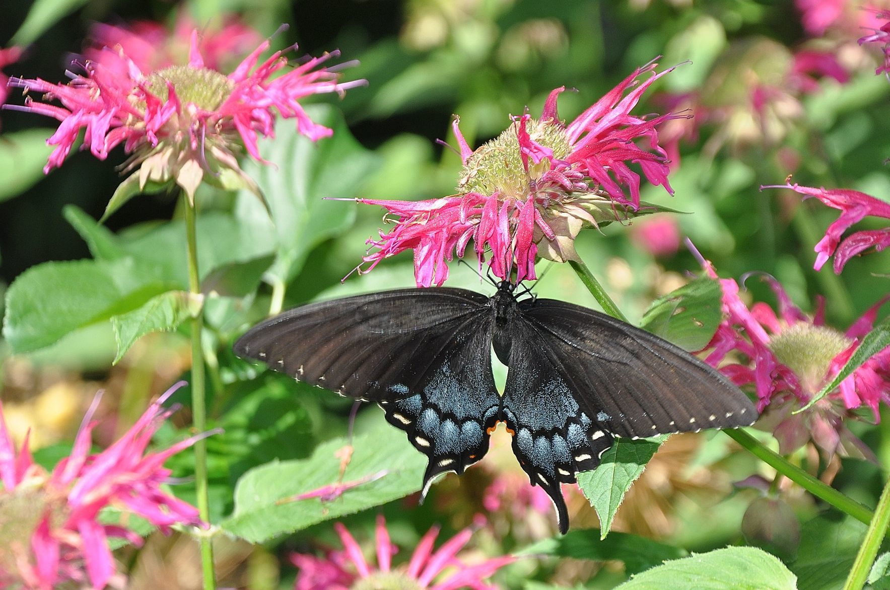 Butterfly Balm